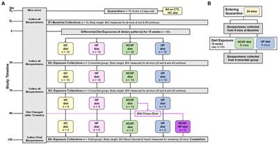 Macronutrient-differential dietary pattern impacts on body weight, hepatic inflammation, and metabolism